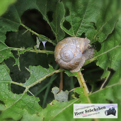 Weinbergschnecke auf einem Blatt