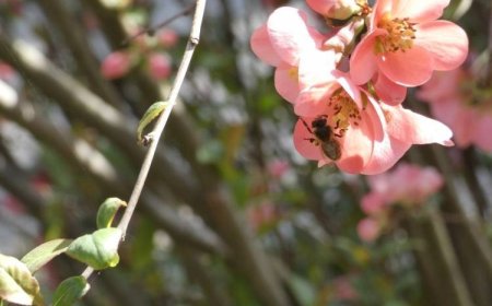 Tage der Entscheidung