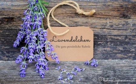 Lavendelchen #11 Mein Kampf um das verlorene Licht
